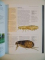 THE COMPLETE ILLUSTRATED WORLD ENCYCLOPEDIA OF INSECTS