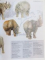 THE ENCYCLOPEDIA OF MAMMALS , 1999