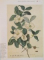 THE HISTORY OF THE ROYAL BOTANIC GARDENS KEW de RAY DESMOND, 2007