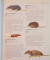 THE ILLUSTRATED ENCYCLOPEDIA OF ANIMALS , CONSULTANT EDITOR DR. PHILIP WHITFIELD , 1984