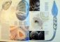 THE ILLUSTRATED ENCYCLOPEDIA OF HUMAN DEVELOPMENT