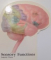 THE PATIENT GUIDE TO THE HUMAN BRAIN , 1990