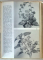 THE PICTORIAL ENCYCLOPEDIA OF PLANTS AND FLOWERS by  F.A.NOVAK , 1966
