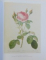 THE ROSES  - THE COMPLETE PLATES par PIERRE  - JOSEPH REDOUTE 1759 - 1840 , 2007