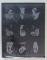 TIGANIADA de I. BUDAI DELEANU , Bucuresti 1967 , EDITIE SI GLOSAR DE J. BYCK , ILUSTRATII DE AUREL STOICESCU