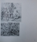 TIZIANO - CORPUS DEI DISEGNI AUTOGRAFI  di M. AGNESE CHIARI MORETTO WIEL , 1989