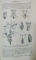TRAITE DE BOTANIQUE MEDICALE , PHANEROGAMIQUE par H. BAILLON , 1884
