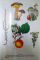 UNIVERSUL PLANTELOR , MICA ENCICLOPEDIE , ED. a - II - a REVAZUTA SI COMPLETATA de CONSTANTIN PARVU , 1997