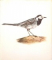 VOGEL de E. DEMARTINI , 1959