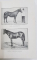 Zootehnie speciala, Caii , generalitati ,descrierea raselor de cai, cresterea, ingrijirea si intrebuintarea calului de Nicolae Filip, Editia I, Vol. II - Bucuresti, 1915