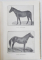 Zootehnie speciala, Caii , generalitati ,descrierea raselor de cai, cresterea, ingrijirea si intrebuintarea calului de Nicolae Filip, Editia I, Vol. II - Bucuresti, 1915