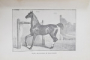 Zootehnie speciala, Caii , generalitati ,descrierea raselor de cai, cresterea, ingrijirea si intrebuintarea calului de Nicolae Filip, Editia I, Vol. II - Bucuresti, 1915