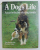 A DOG ' S LIFE , A YEAR IN THE LIFE OF A DOG FAMILY by JANE BURTON and MICHAEL ALLABY , 1986