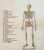 ATLAS MIC AL CORPULUI OMENESC CU 12 TABLE ANATOMICE COLORATE SI O DESCRIERE SUMARA , EDITIE DE INCEPUT DE SECOL XX , FORMAT MIC