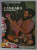 CANKARA ET LE VEDANTA par PAUL MARTIN - DUBOST , COLLECTION ' MAITRES SPIRITUELS ' , 1973