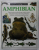 EYEWITNESS GUIDES : AMPHIBIAN , written by BARRY CLARKE , photographed by GEOFF BRIGHTLING and FRANK GREEN AWAY , 1993