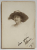 FOTOGRAF NORMAN TAYLOR , LONDRA , TANARA CU PALARIE , SKETCH PORTRET , FOTOGRAFIE CU MICA PAGINA PENTRU INSEMNARI , 1921
