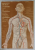 HUMAN ANATOMY , VOLUME II by M. PRIVES ...V.BUSHKOVICH , 1985, TEXT IN ENGLEZA , DENUMIRILE IN LATINA