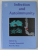 INFECTION AND AUTOIMMUNITY , edited by YEHUDA  SHOENFELD and NOEL R. ROSE , 2004