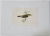 PITULICE DE MUNTE , GRAVURA COLORATA MANUAL , SEC. XIX