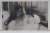 REGINA MARIA A IUGOSLAVIEI , CU COPILUL , FOTOGRAFIE TIP CARTE POSTALA , INTERBELICA