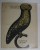 SCULPTOR OF OWLS by CONSTANTIN ANTONOVICI