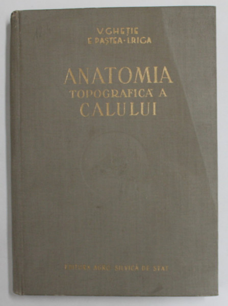 ANATOMIA TOPOGRAFICA A CALULUI , 1955