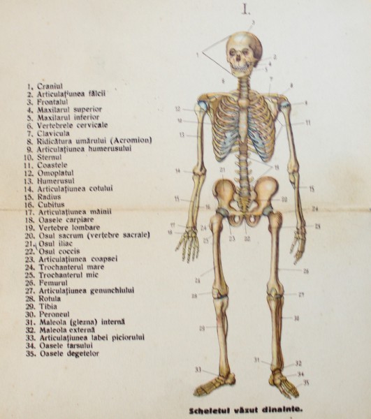 ATLAS MIC AL CORPULUI OMENESC CU 12 TABLE ANATOMICE COLORATE SI O DESCRIERE SUMARA , EDITIE DE INCEPUT DE SECOL XX , FORMAT MIC