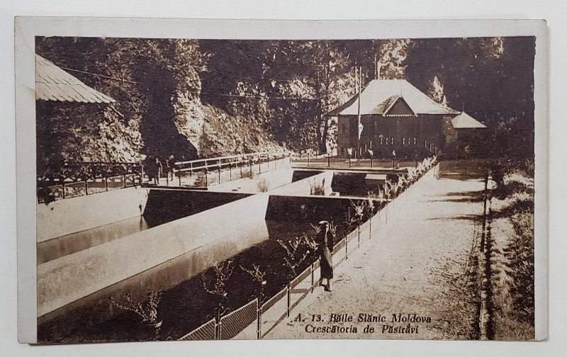 BAILE SLANIC MOLDOVA , CRESCATORIA DE PASTRAVI , CARTE POSTALA ILUSTRATA , 1948
