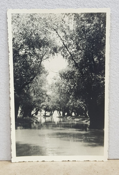 BALTA BRAILEI , SALCII PE MALUL DUNARII , FOTOGRAFIE TIP CARTE POSTALA , STUDIO PETRE NESTOR , BRAILA , MONOCROMA, NECIRCULATA , PERIOADA INTERBELICA