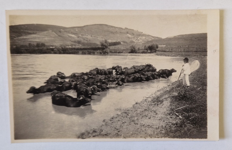 BIVOLI IN APA , FOTO. ORIG. E. FISCHER , TIP CARTE POSTALA , 1931