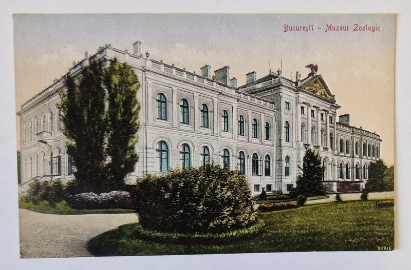 BUCURESTI , MUZEUL ZOOLOGIC , CARTE POSTALA , INCEPUTUL SEC. XX