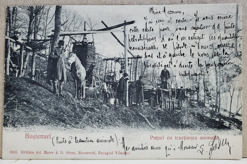 BUSTENARI , PUTURI ( PETROL )  CU TRACTIUNEA ANIMALA , CARTE POSTALA ILUSTRATA , CLASICA