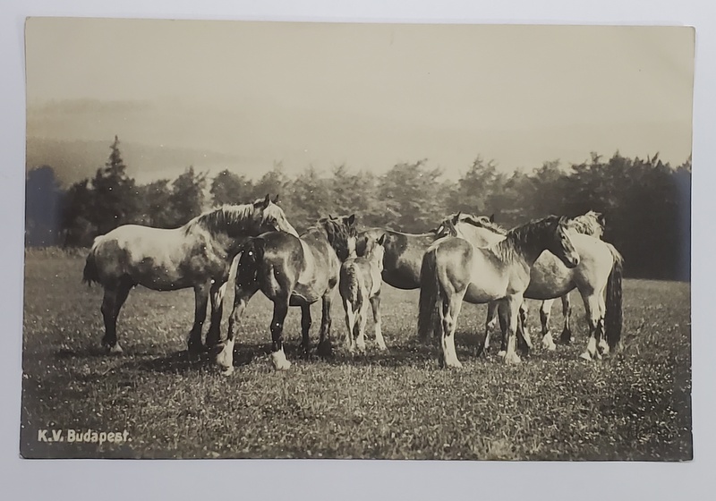 CAI UNGURESTI  , FOTOGRAFIE TIP CARTE POSTALA , INTERBELICA