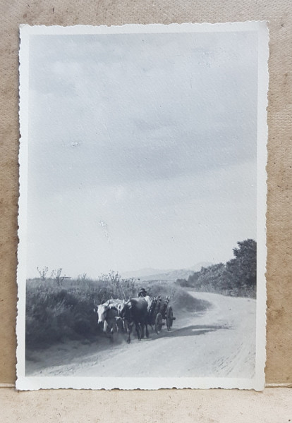 CAR CU BOI PE DRUM , FOTOGRAFIE TIP CARTE POSTALA , MONOCROMA, NECIRCULATA , PERIOADA INTERBELICA