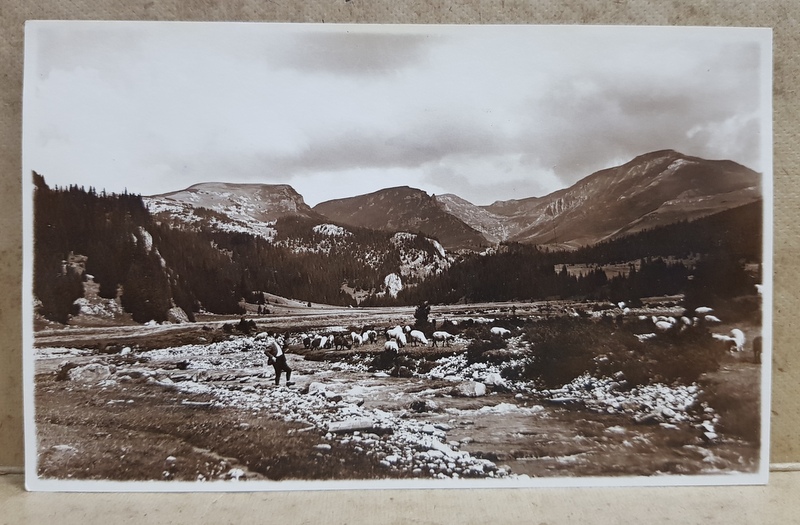 CIOBAN CU OILE IN VALE , INTRE MUNTI , FOTOGRAFIE TIP CARTE POSTALA , MONOCROMA, NECIRCULATA , PERIOADA INTERBELICA