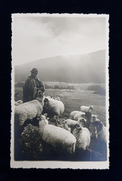 CIOBANAS CU OILE , FOTOGRAFIE DE E. FISCHER , SIBIU , TIP CARTE POSTALA , TIMBRATA , NECIRCULATA