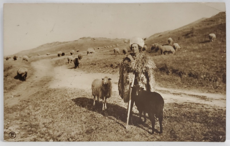 COLECTIA  A. BELLU , CIOBAN CU OILE, CARTE POSTALA , INTERBELICA
