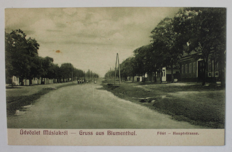 COMUNA MASLOC ( BLUMENTHAL ) TIMIS , STRADA PRINCIPALA , CARTE POSTALA ILUSTRATA , INTERBELICA
