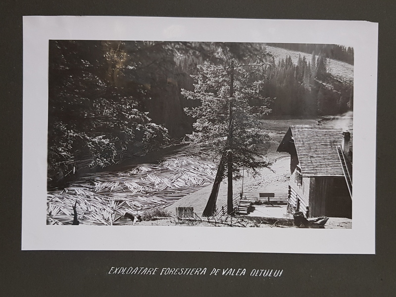 EXPLOATARE FORESTIERA PE VALEA OLTULUI , FOTOGRAFIE MONOCROMA, PE HARTIE LUCIOASA , PRINSA PE CARTON , PERIOADA INTERBELICA