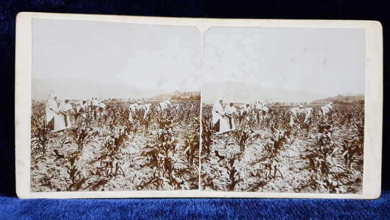 FEMEI LA PRASILA IN LOCALITATEA BUMBESTI , GORJ , FOTOGRAFIE STEREOSCOPICA , MONOCROMA, PE SUPORT DE CARTON , CCA. 1900
