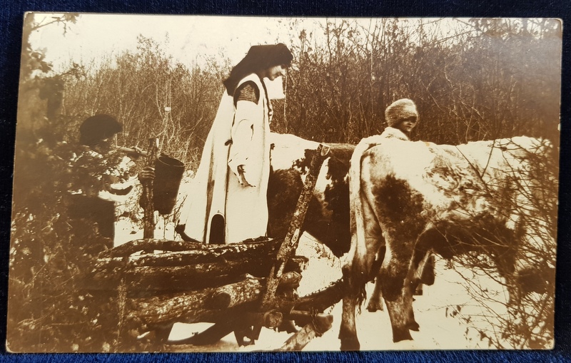 FEMEIE MANAND CARUL CU BOI , IARNA , CARTE POSTALA ILUSTRATA , MONOCROMA , NECIRCULATA