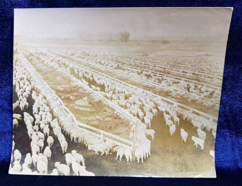 FERMA DE CRESTEREA OILOR , PE SUPRAFATA MARE , FOTOGRAFIE DE IOSIF BERMAN , MONOCROMA, PE HARTIE LUCIOASA , PERIOADA INTERBELICA