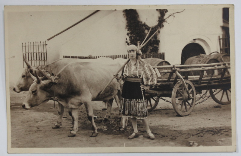 FOTO. MUNTEANU CAMPULUNG ,  TIP CARTE POSTALA, ( CU DESTINATARA SOTIA DOCTORULUI MARCU DIN CRAIOVA )  TANARA IN COSTUM POPULAR LANGA CARUL CU BOI , 1929