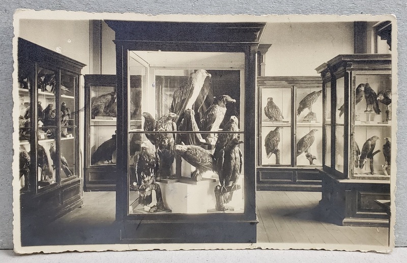 FOTOGRAF E. FISCHER , SIBIU , MUZEUL DE STIINTE NATURALE , SIBIU , INTERIOR , CARTE POSTALA ILUSTRATA , INTERBELICA