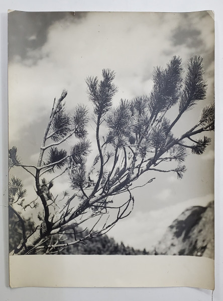 JNEPENI IN MUNTII RETEZAT , FOTOGRAFIE INTERBELICA