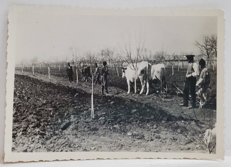 LA MUNCA , IN LIVADA , PLUG TRAS DE BOI , FOTOGRAFIE DE WEISS , INTERBELICA