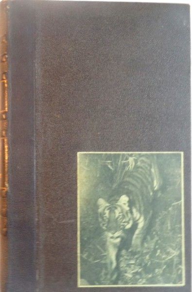 LE TIGRE ET L'HOMME par BENGT BERG  1938