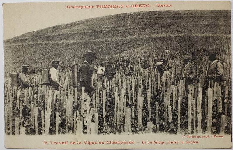 LUCRARI IN PODGORIA DIN CHAMPAGNE , STROPIREA VIEI IMPOTRIVA MUCEGAIULUI , CARTE POSTALA ILUSTRATA , INCEPUTUL SEC. XX
