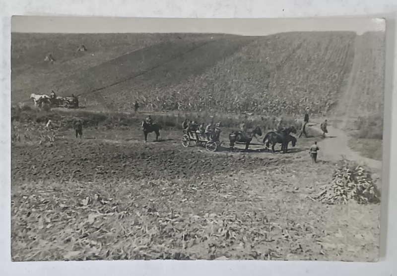 MILITARI ROMANI INTORSI DE LA EXERCITII DE TRAGERE IN CAMP, ZONA TIMISOAREI , FOTOGRAFIE TIP CARTe POSTALA , SEPT. 1932